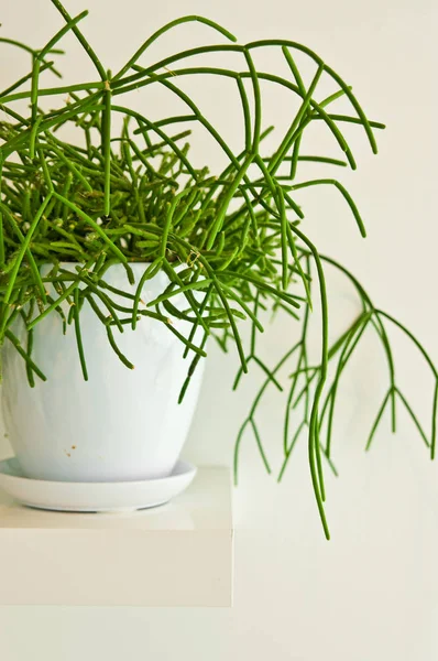 Una Planta Maceta Verde Elegante Como Decoración Habitación Contra Pared —  Fotos de Stock