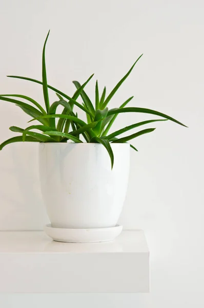Elegantní Zelené Hrnková Rostlina Jako Dekorace Pokoje Proti Bílé Zdi — Stock fotografie