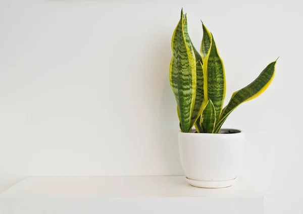 Elegant Green Pot Plant Room Decoration White Wall Sansevieria Bowstring — Stock Photo, Image