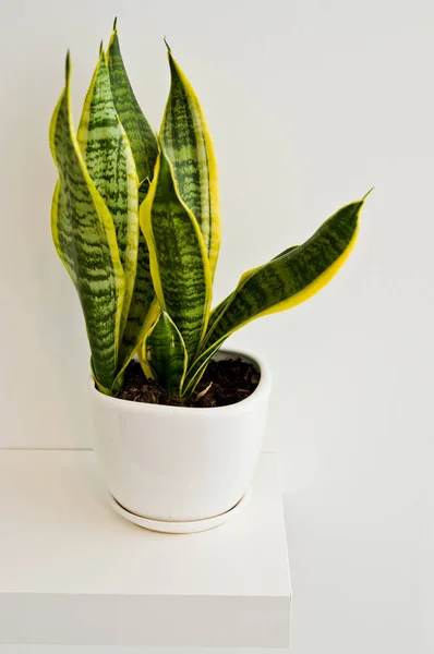 Eine Elegante Grüne Topfpflanze Als Raumdekoration Vor Weißer Wand Sansevieria — Stockfoto