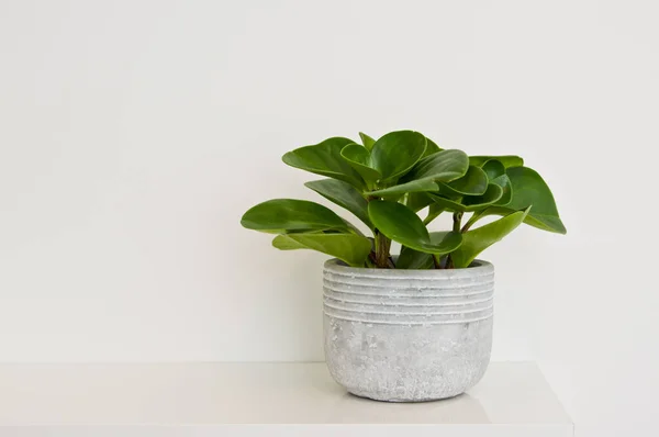 Una Pianta Elegante Vaso Verde Come Decorazione Della Stanza Contro — Foto Stock