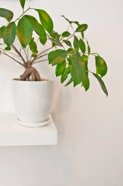 Una Elegante Planta Maceta Verde Como Decoración Habitación Contra Pared — Foto de Stock