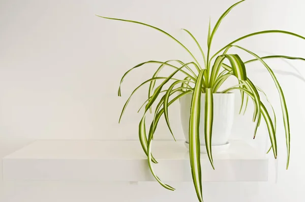 Una Elegante Planta Maceta Verde Como Decoración Habitación Contra Pared —  Fotos de Stock