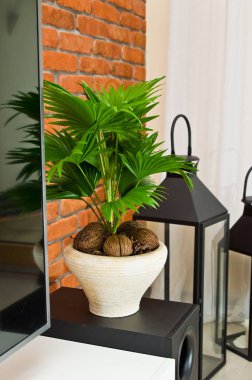 Fan bitki pot ev dekorasyon oturma odasında