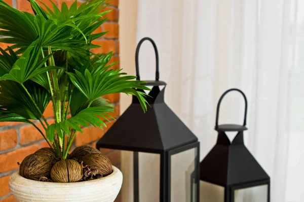 Fan plant in a pot home decoration living room — Stock Photo, Image
