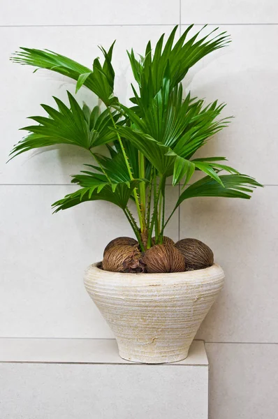 Fan plant in a pot home decoration bathroom detail — Stock Photo, Image