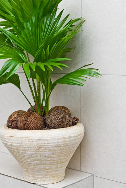 Fan plant in a pot home decoration bathroom detail — Stock Photo, Image