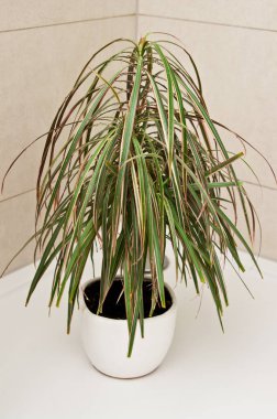 Sulama için duşta pot bitki 