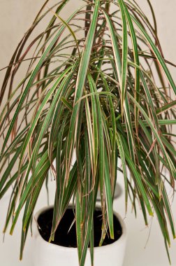 Sulama için duşta pot bitki 