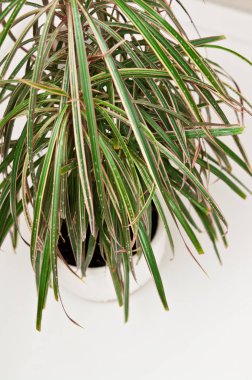 Sulama için duşta pot bitki 