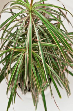 Sulama için duşta pot bitki 