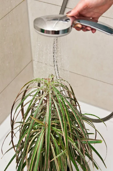 Planta de maceta en la ducha para regar —  Fotos de Stock