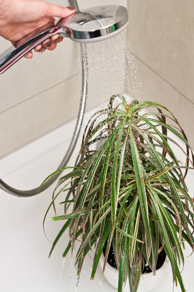Planta de maceta en la ducha para regar —  Fotos de Stock