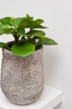 Bir raf üzerinde gri kil pot houseplant 