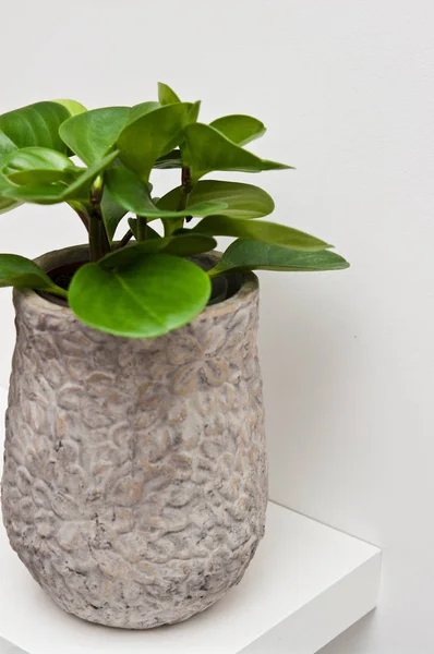 Houseplant in grey clay pot on a shelf — Stock Photo, Image