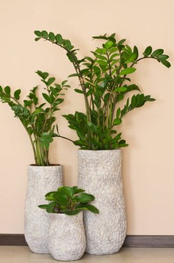 Decorative houseplants in grey clay pots clipart