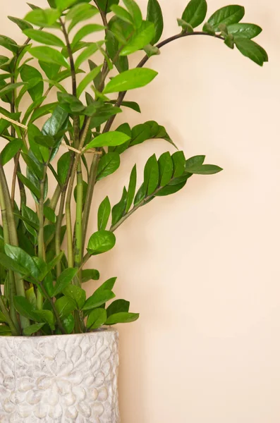 Decorative houseplants in grey clay pots — Stock Photo, Image