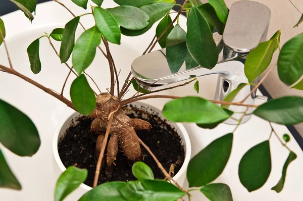 Planta de interior en un fregadero para regar — Foto de Stock