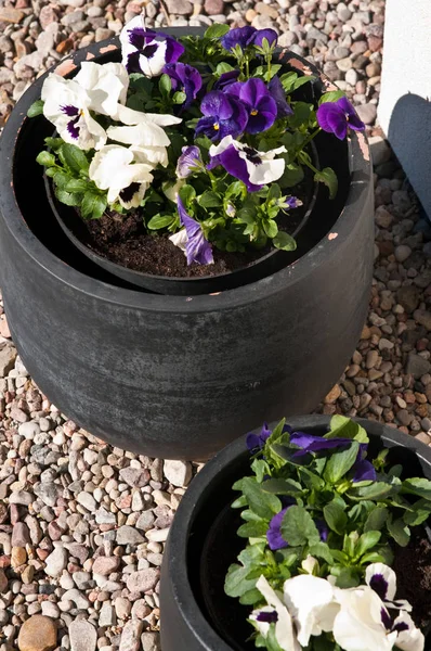 Fiori freschi primaverili in vaso di ceramica grigia, decorazione del giardino domestico — Foto Stock