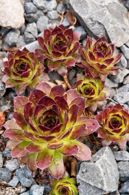 Gri kayalar üzerinde lezzetli bahçe tasarımı 