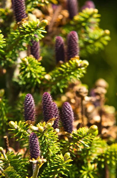 Conos de abeto coreano - Abies koreana — Foto de Stock