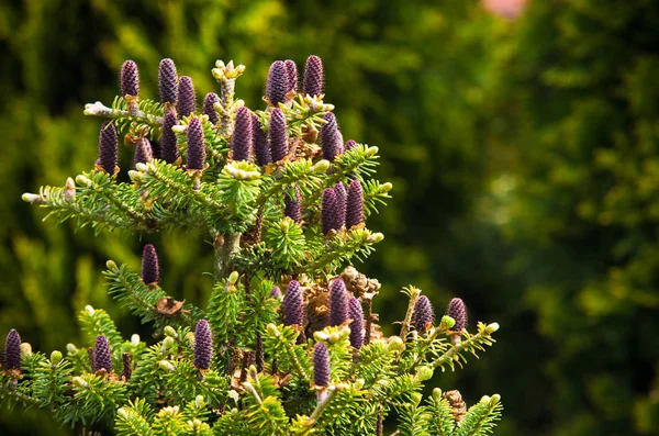 Kegels van Koreaanse Fir - Abies koreana — Stockfoto