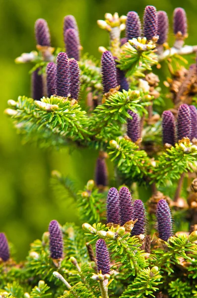 Conos de abeto coreano - Abies koreana — Foto de Stock