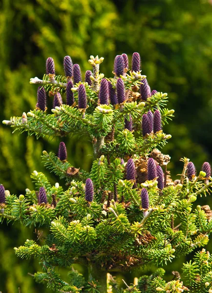 Conos de abeto coreano - Abies koreana — Foto de Stock