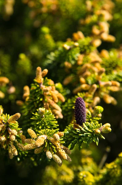 Zapfen aus koreanischer Tanne - Abies koreana — Stockfoto