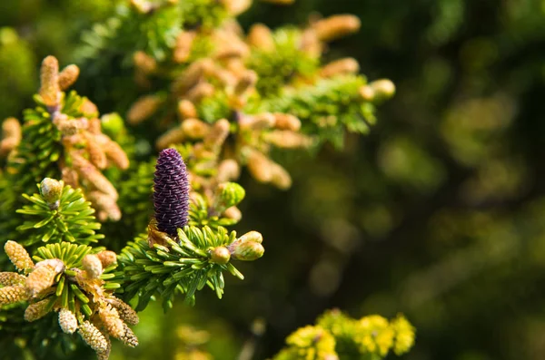 Zapfen aus koreanischer Tanne - Abies koreana — Stockfoto