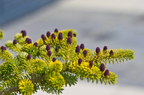 Zapfen aus koreanischer Tanne - Abies koreana — Stockfoto