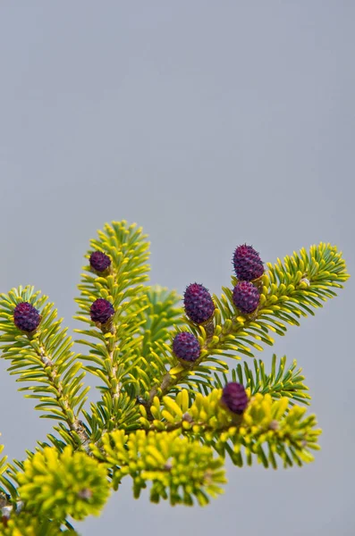 Zapfen aus koreanischer Tanne - Abies koreana — Stockfoto