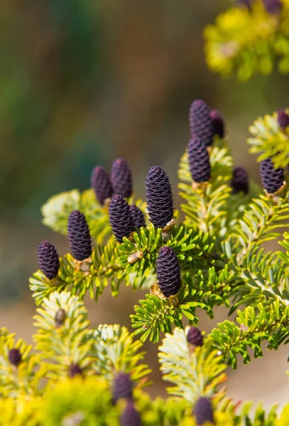 Kegels van Koreaanse Fir - Abies koreana — Stockfoto