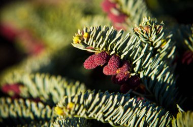 Yaprak dökmeyen bitki kırmızı çamile çiçek açıyor. Mavi ladin (Picea pung