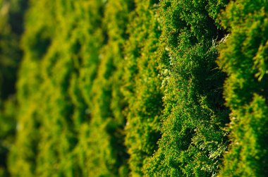 Thuja ağaçlarından yapılmış bahçe çit arka plan