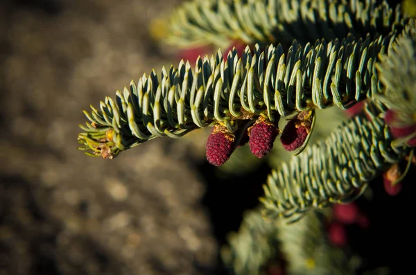 Immergrüne Pflanze, die mit Rotkiefern blüht. Blaufichte (picea pung) — Stockfoto