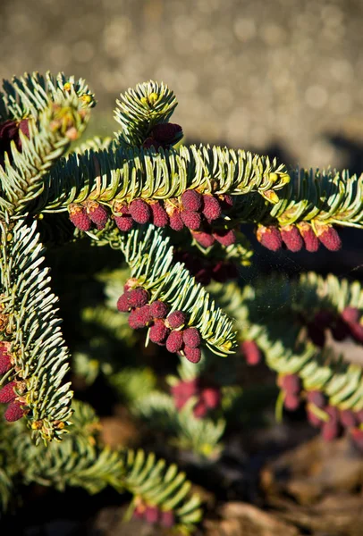 Evergreen plant blooming with red pines. Blue spruce (Picea pung