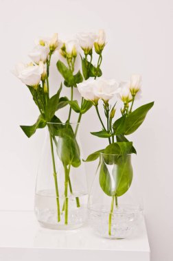 Beyaz arkaplanda cam kaplama östoma çiçekleri