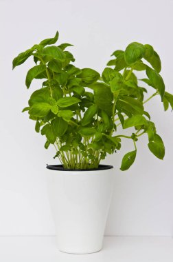 Ev dekorasyonu olarak fesleğen ot