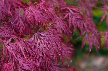Yağmurda kırmızı palmiye akçaağaç ağacı
