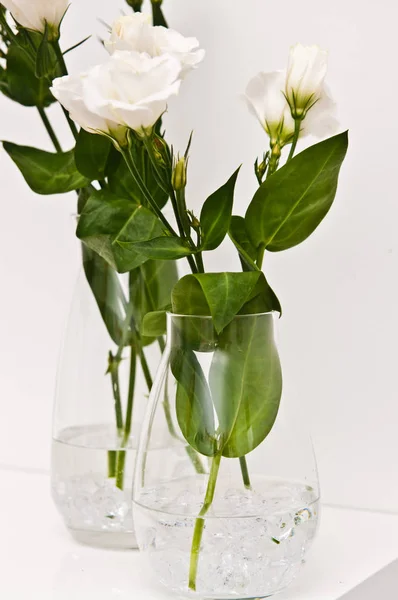 Flores de eustoma blanco en vidrio sobre fondo blanco —  Fotos de Stock