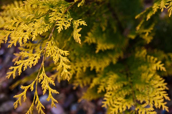 Grüne und gelbe Thuja-Blätter — Stockfoto