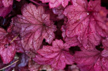 Alumbloom veya alumroot bitki yakın çekim