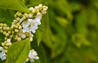Çiçek açan beyaz leylak bitkisi. Islak bahar günü.