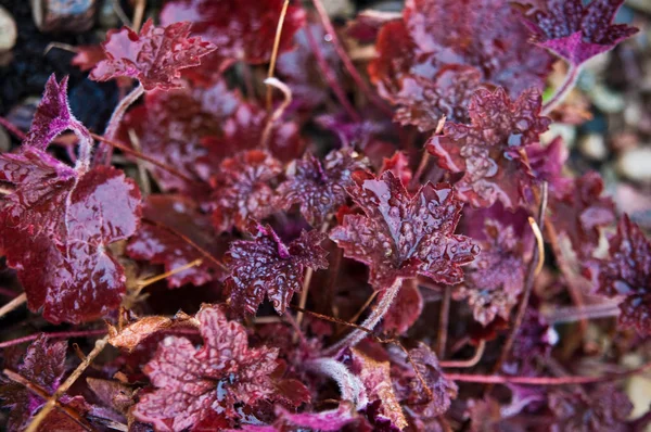 Alumbloom of Heuchera plant close-up — Stockfoto