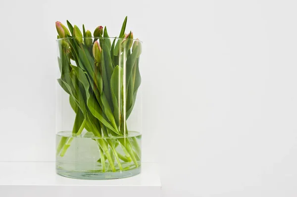 Tulipas frescas em vaso de vidro sobre fundo branco — Fotografia de Stock