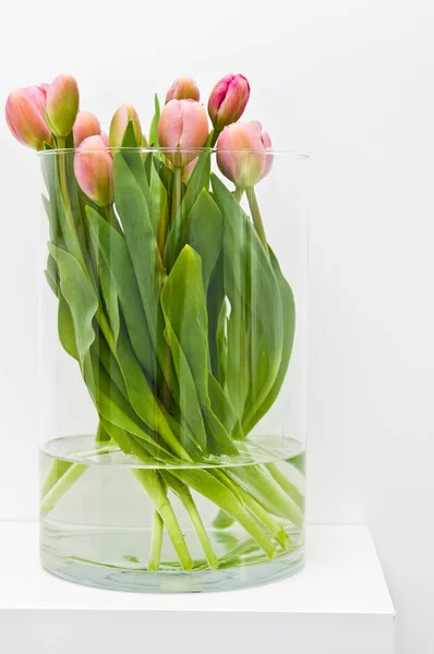 Tulipanes frescos en jarrón de vidrio sobre fondo blanco —  Fotos de Stock