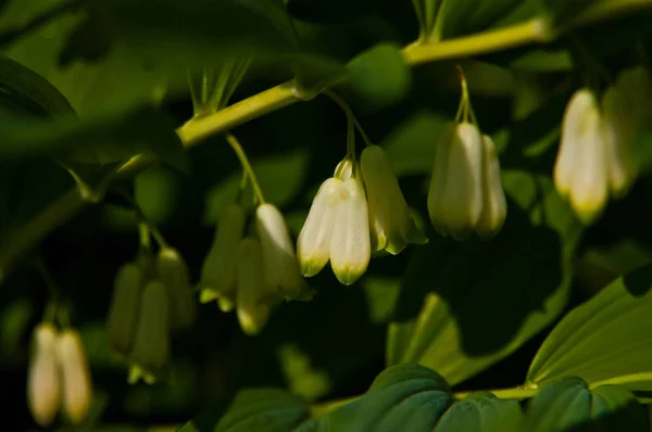 Zbliżenie zielonej rośliny Polygonatum multiflorum — Zdjęcie stockowe