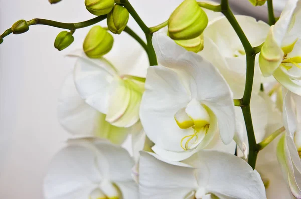 Bílé orchideje květiny podrobné pozadí — Stock fotografie