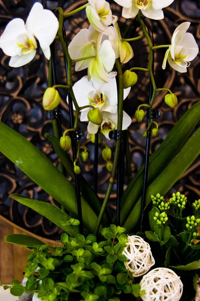 Bílé orchideje domácí dekorace detail — Stock fotografie